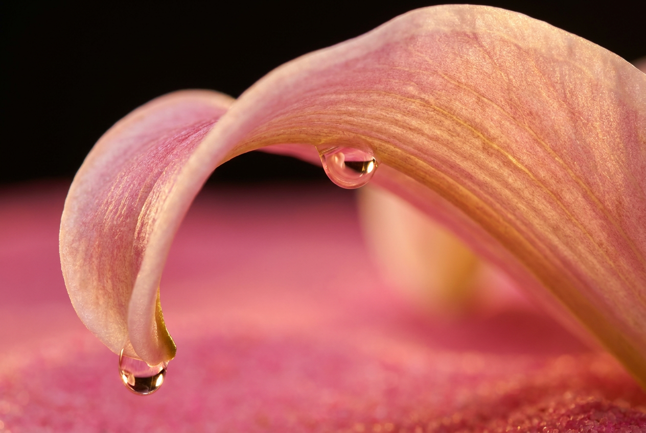 Macro of curved lily petal edge with dewdrop, backlit